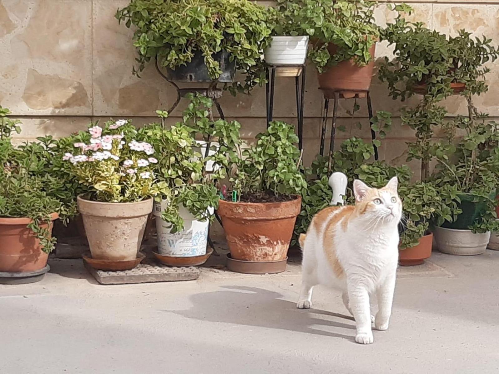 ダイミエルCasa Juana Michibertアパートメント エクステリア 写真